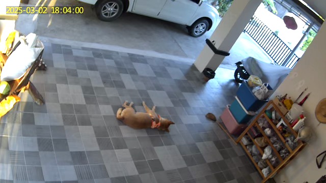 Leo loving the tiles